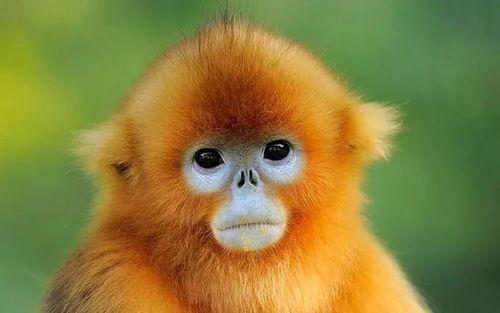 金吉鸟最新爆料图片高清,惊艳瞬间尽收眼底